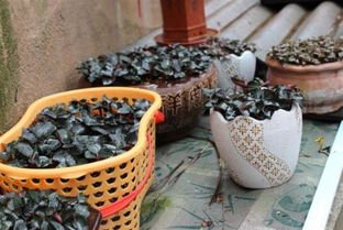 金線蓮不適宜人群及食用農(nóng)產(chǎn)品初加工注意事項(xiàng)