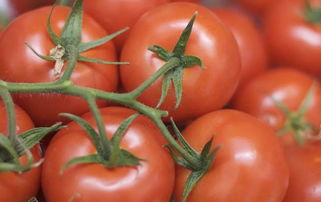 2019年上半年國家農(nóng)產(chǎn)品質(zhì)量安全風(fēng)險監(jiān)測 初加工食用農(nóng)產(chǎn)品質(zhì)量安全水平穩(wěn)步提升