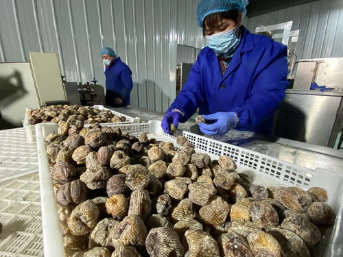 陜西大荔農產品深加工 華麗轉身，身價倍增，20多個新品種走紅春節市場