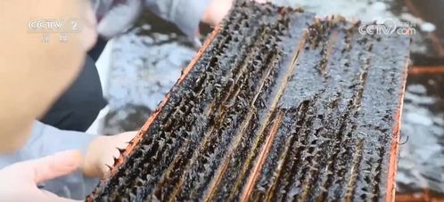 采收時節產銷旺，初加工串起特色農產品致富路